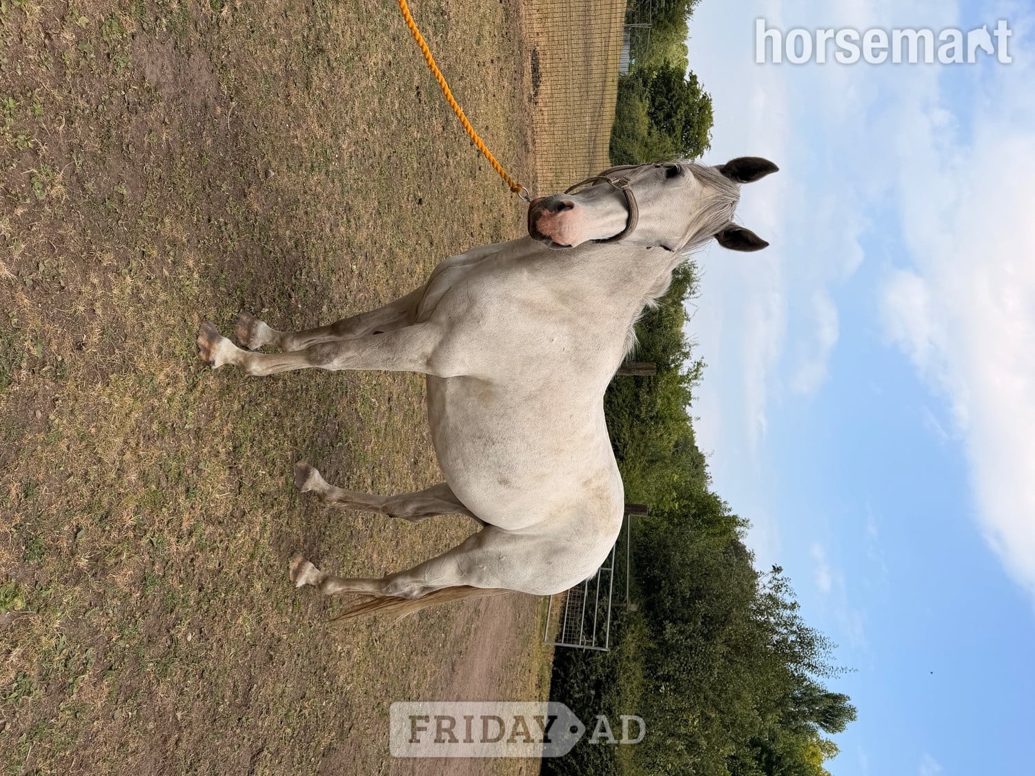 "Na" Grey Mare Working Hunter Horse in Stockport