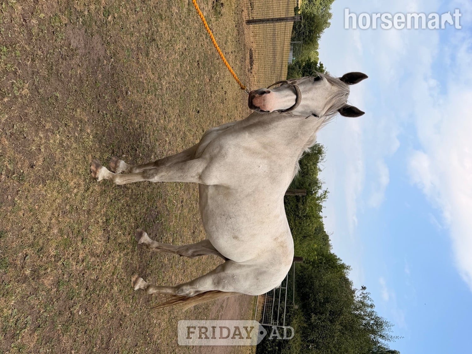 "Na" Grey Mare Working Hunter Horse