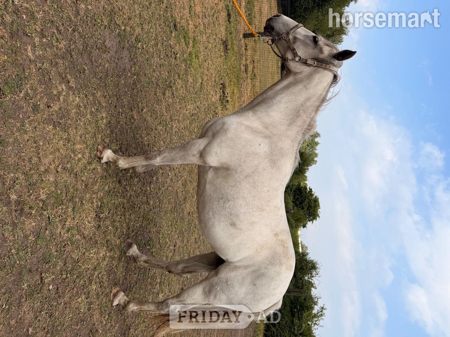 Stockport "Na" Grey Mare Working Hunter Horse