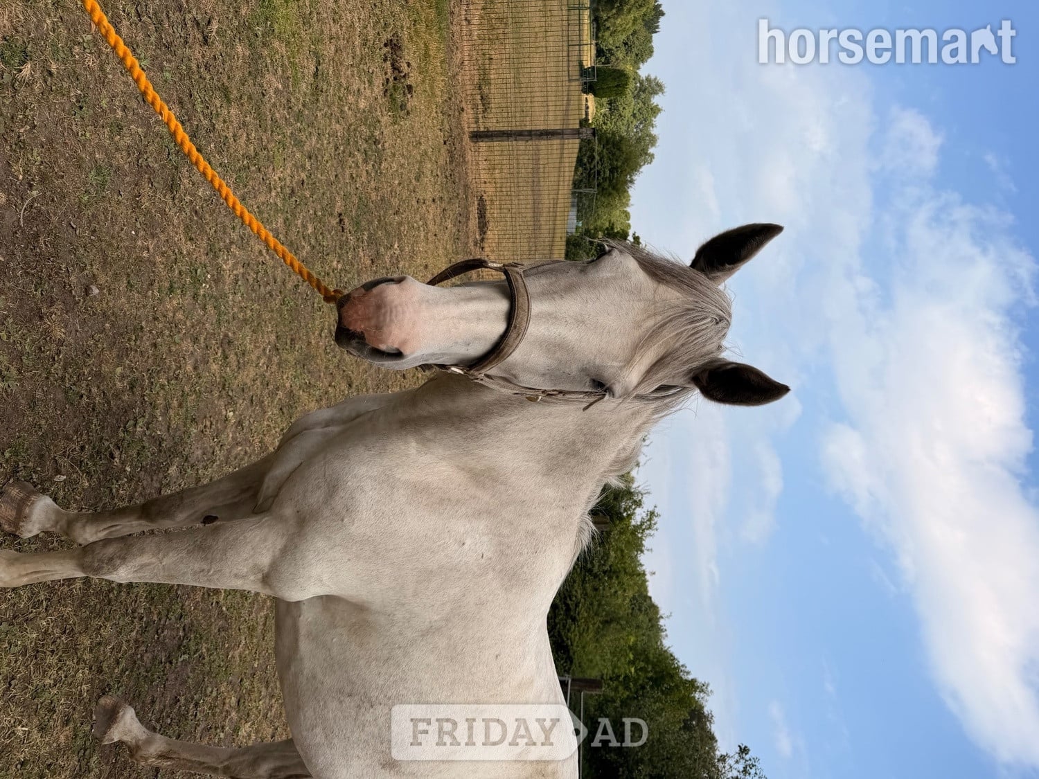 "Na" Grey Mare Working Hunter Horse - Horses in Stockport
