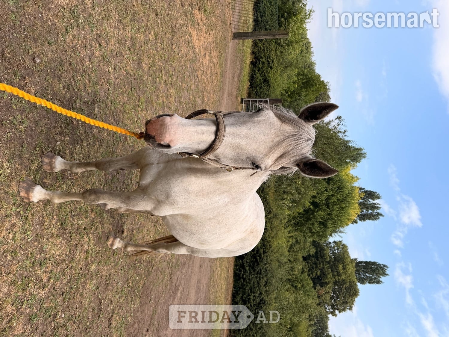 "Na" Grey Mare Working Hunter Horse - Horses