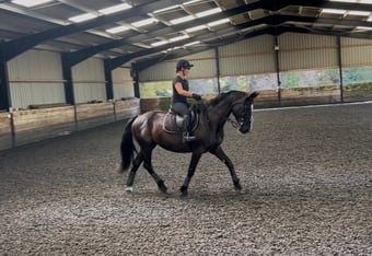 "Dice" Black Mare All Rounder