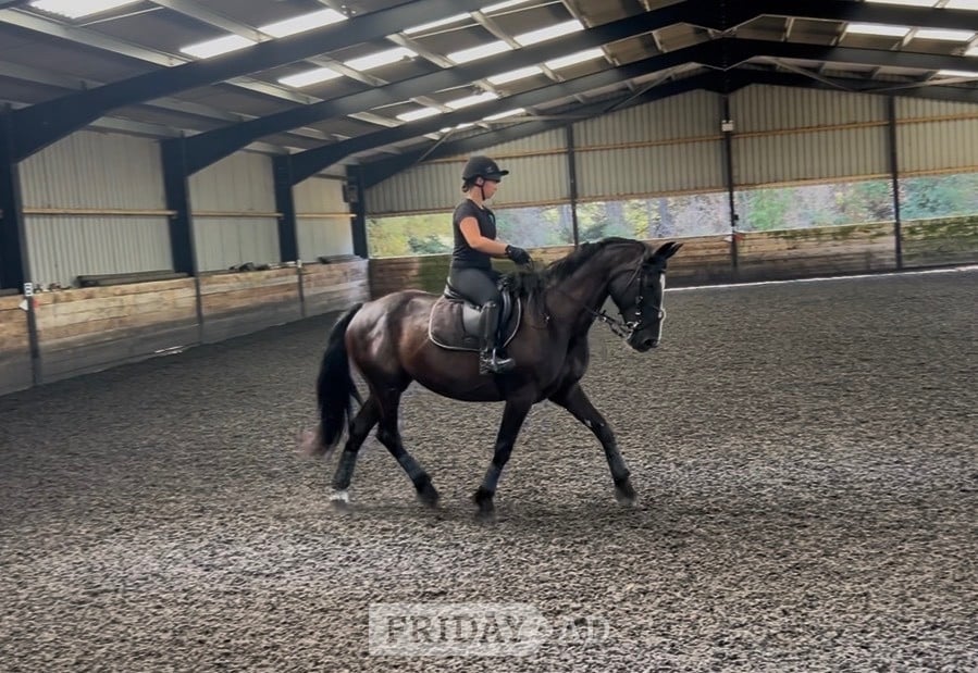 "Dice" Black Mare All Rounder in Cannington