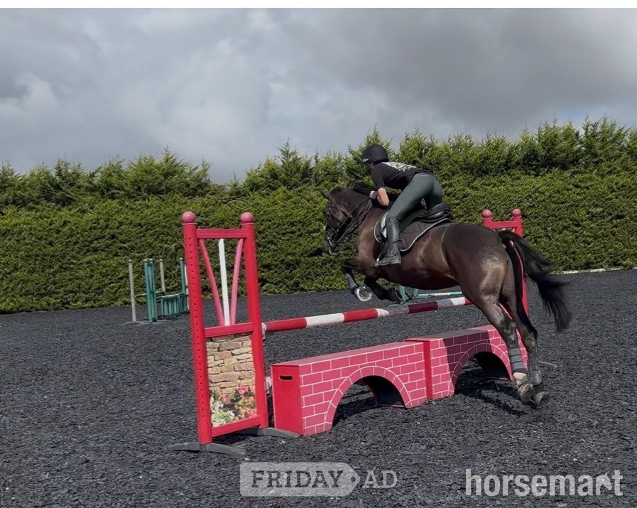 "Dice" Black Mare All Rounder