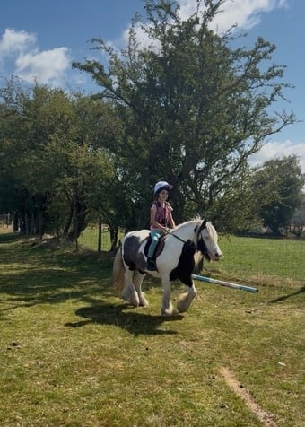 "Fanta" Coloured Gelding All Rounder