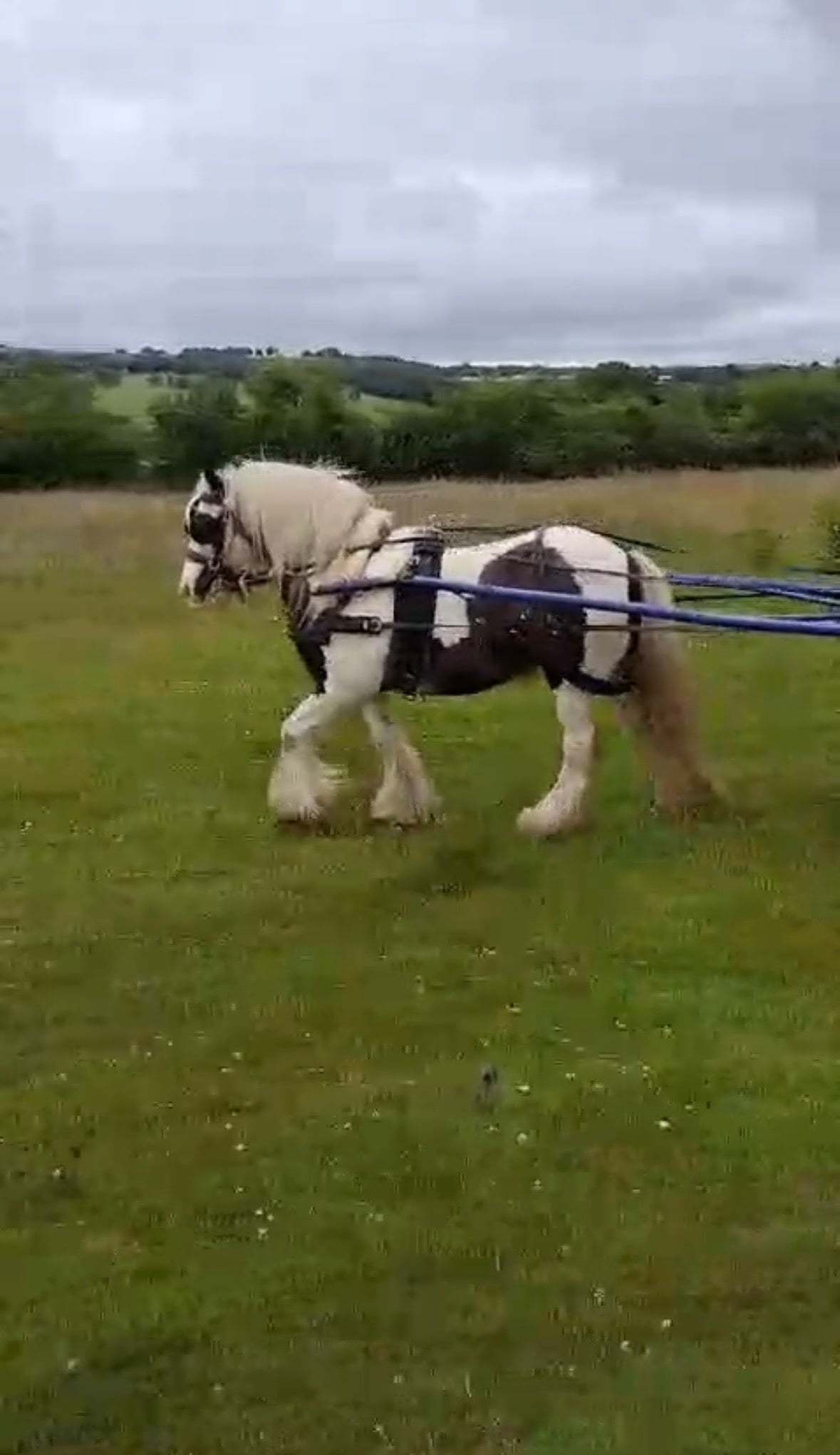 "Fanta" Coloured Gelding All Rounder