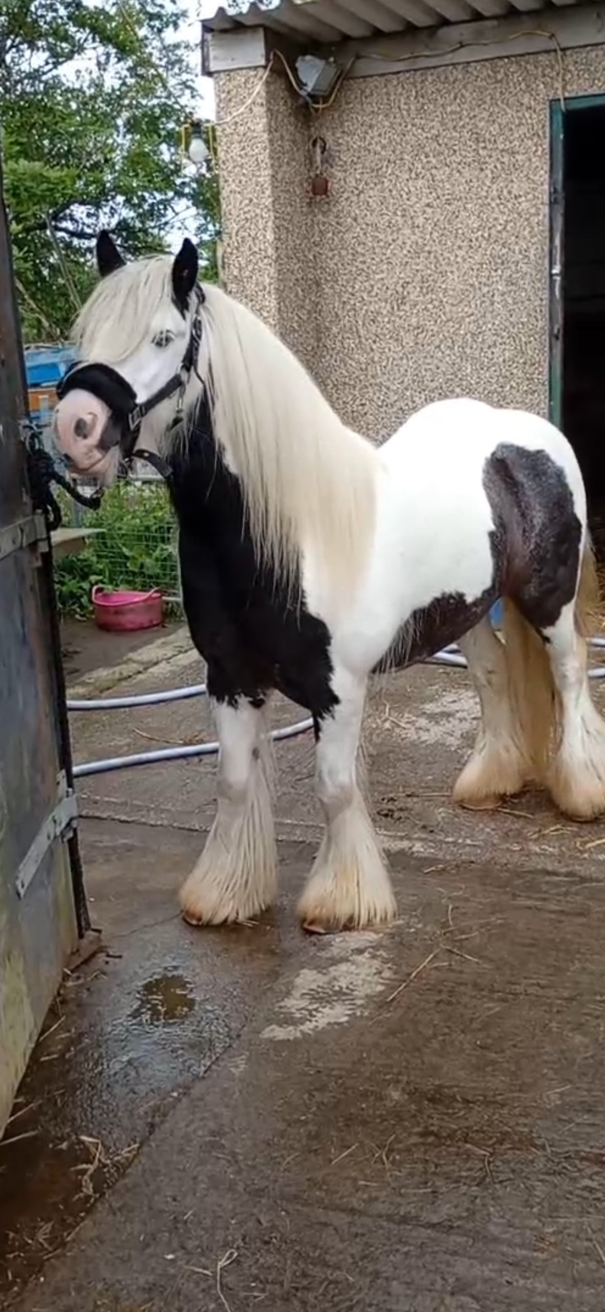 Pontypridd "Fanta" Coloured Gelding All Rounder