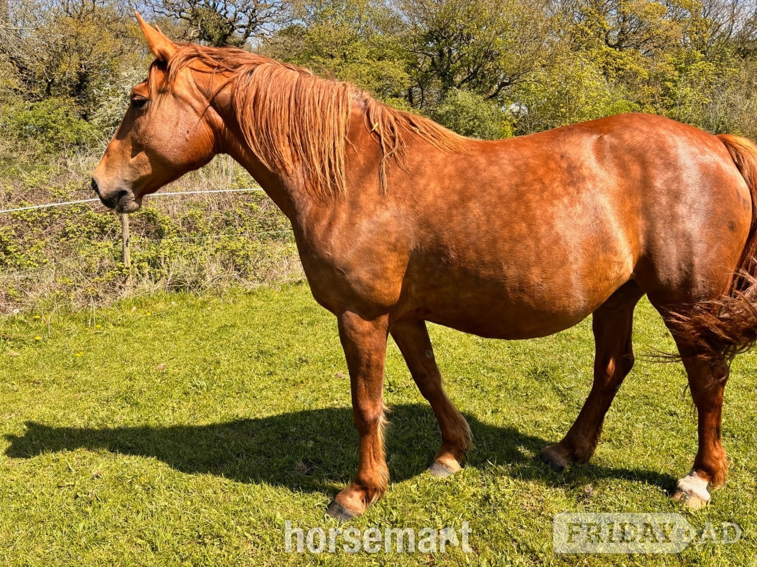 "Irish Draught In foal to Cos Me is Black" Chestnut Mare Broodmare