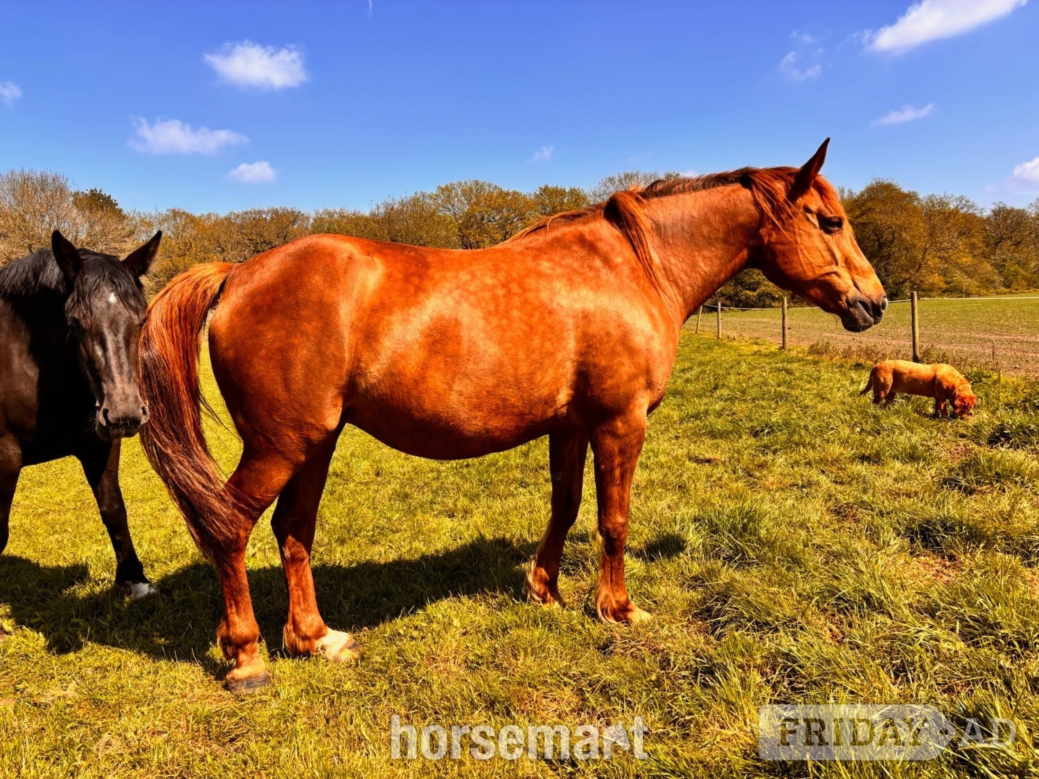 "Irish Draught In foal to Cos Me is Black" Chestnut Mare Broodmare in Knutsford