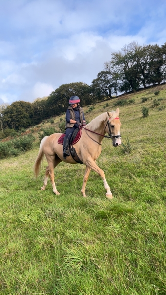 "Donna D’Amour" Palomino Mare All Rounder