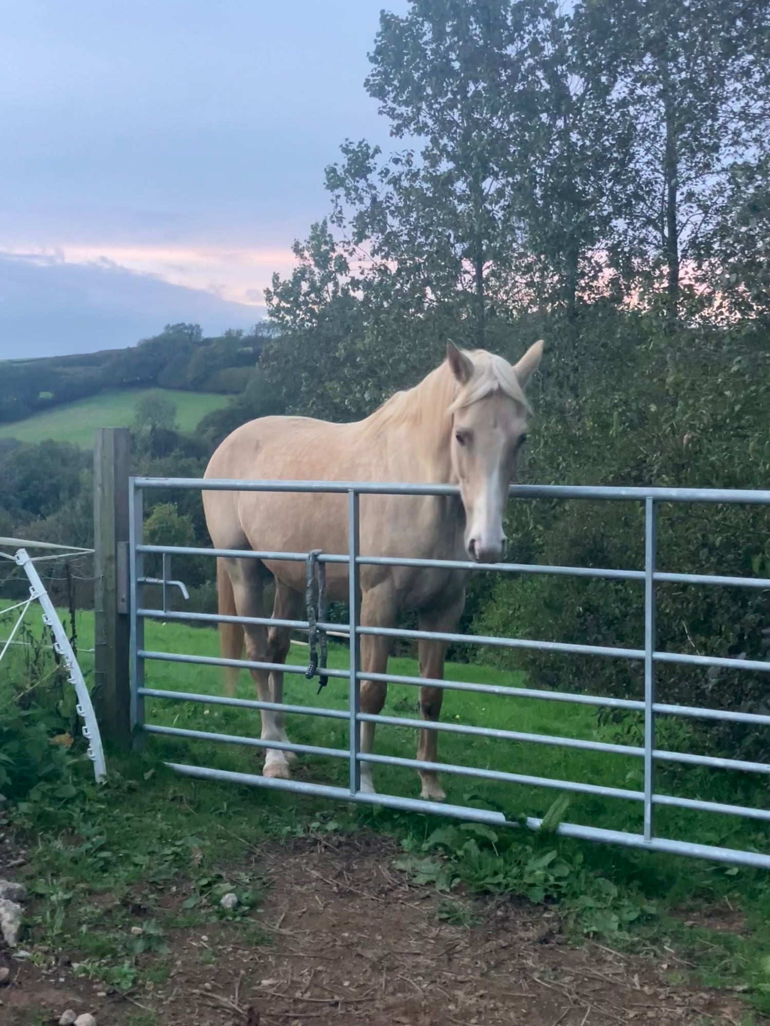 Totnes "Donna D’Amour" Palomino Mare All Rounder