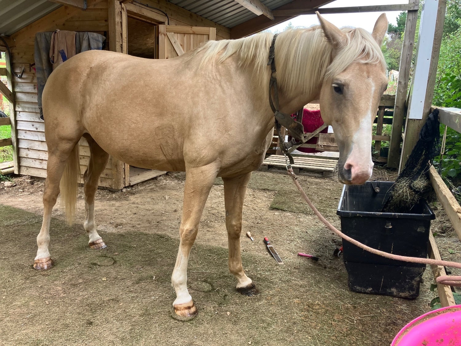 "Donna D’Amour" Palomino Mare All Rounder - Horses in Totnes