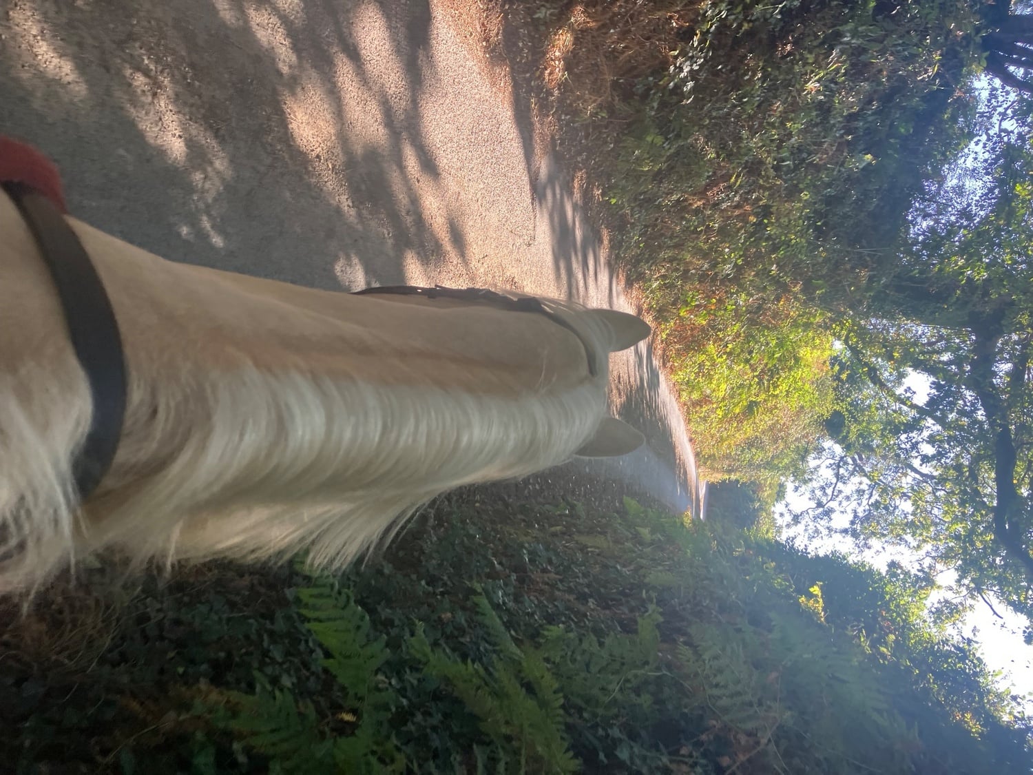 "Donna D’Amour" Palomino Mare All Rounder - Horses