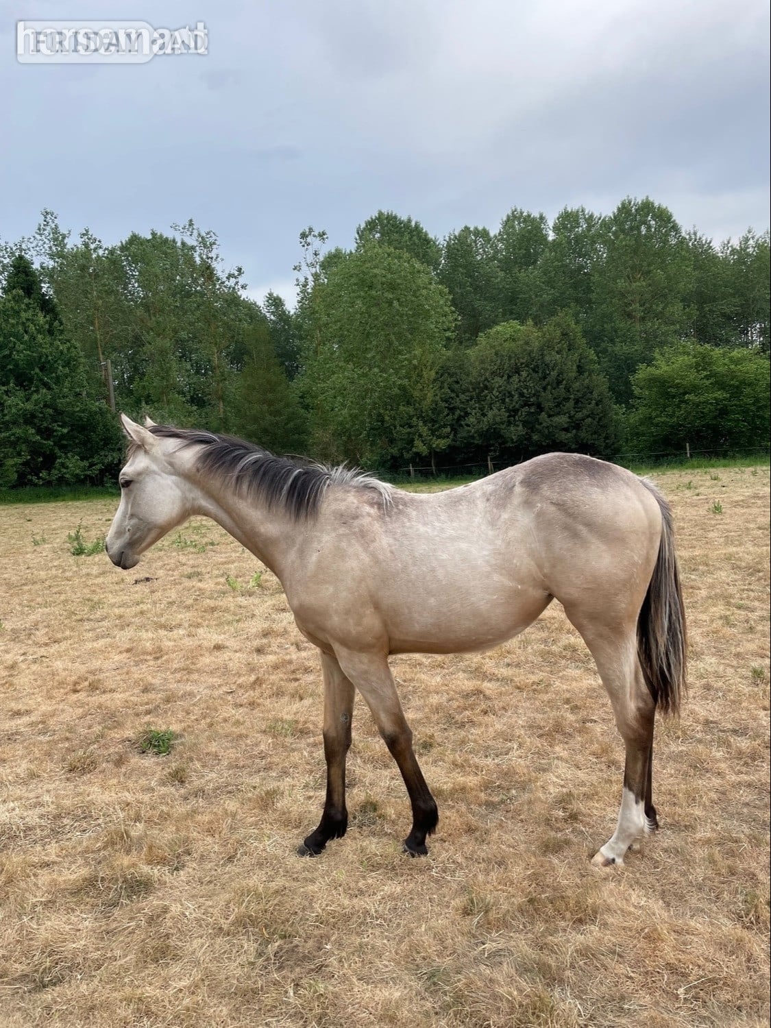 "Cundlegreen Khaleesi" Buckskin Filly Young Sport Horse in Saxmundham