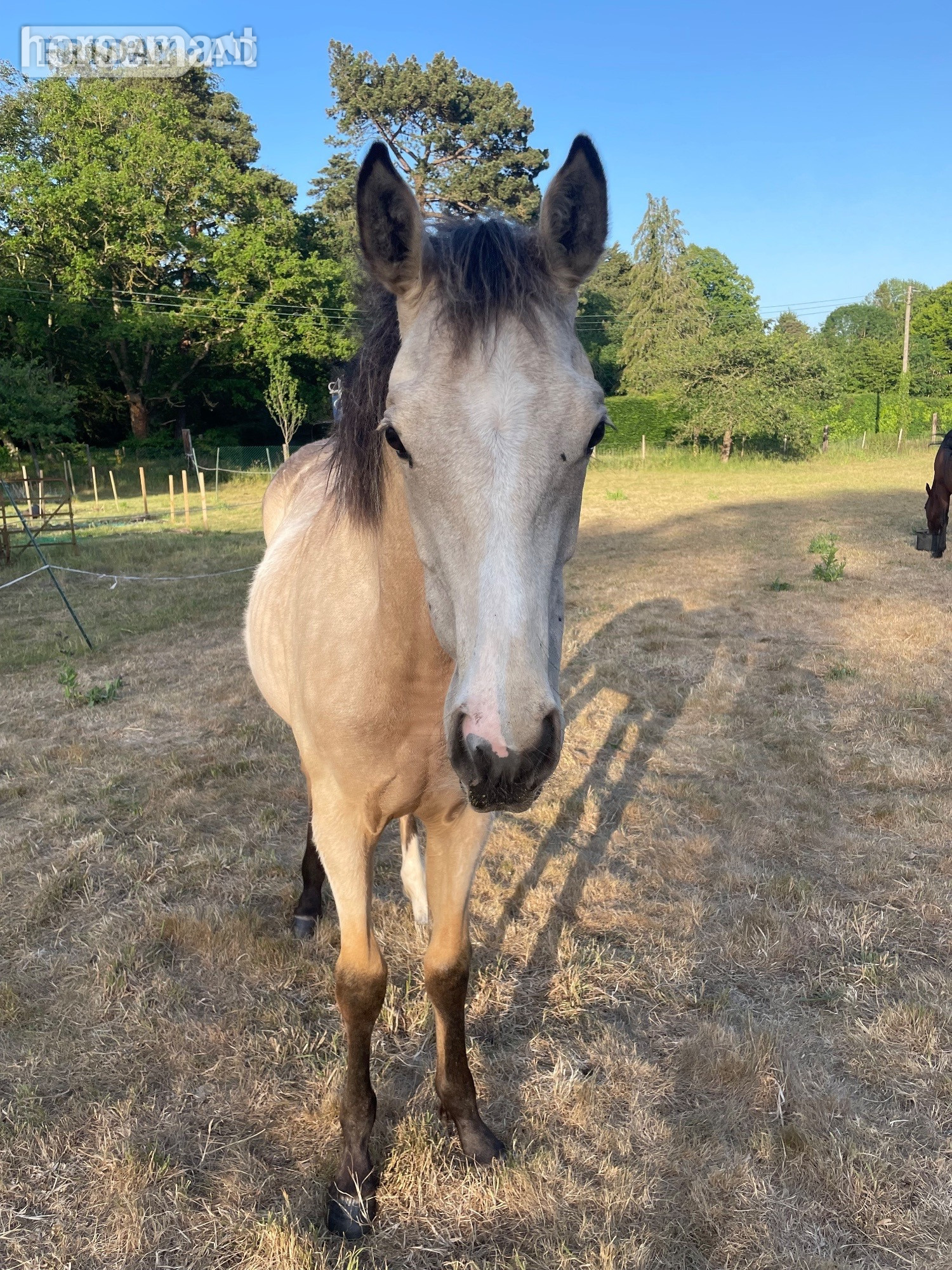 "Cundlegreen Khaleesi" Buckskin Filly Young Sport Horse