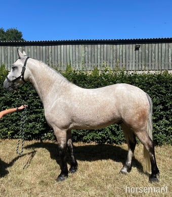 "Moher Sebastian " Fleabitten Grey Gelding All Rounder