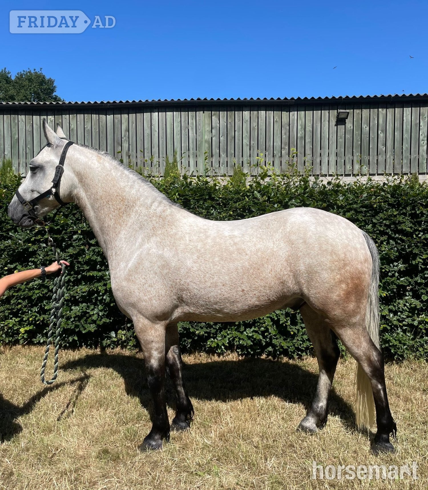 "Moher Sebastian " Fleabitten Grey Gelding All Rounder in Northallerton