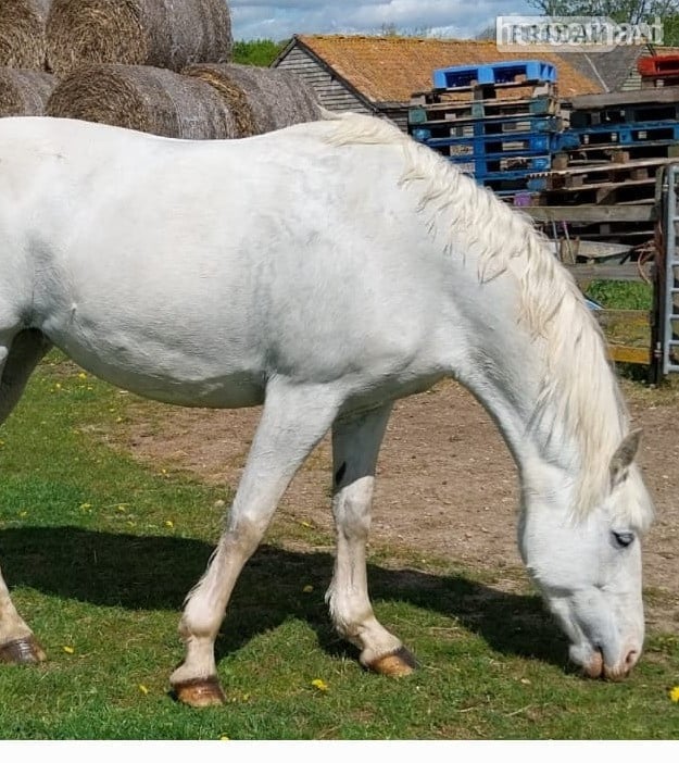 "Queenie " Grey Mare All Rounder in Bedford
