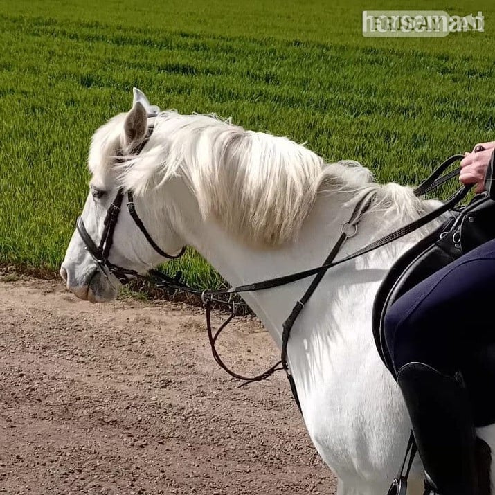 "Queenie " Grey Mare All Rounder