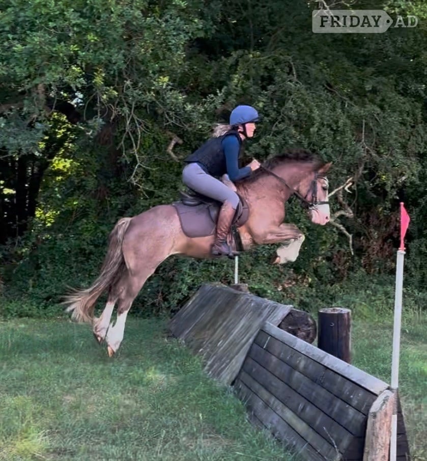 "Matty" Chestnut Roan Gelding Mountain & Moorland Pony in Buntingford