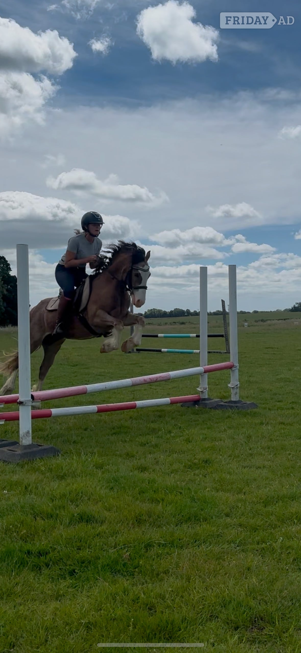 "Matty" Chestnut Roan Gelding Mountain & Moorland Pony