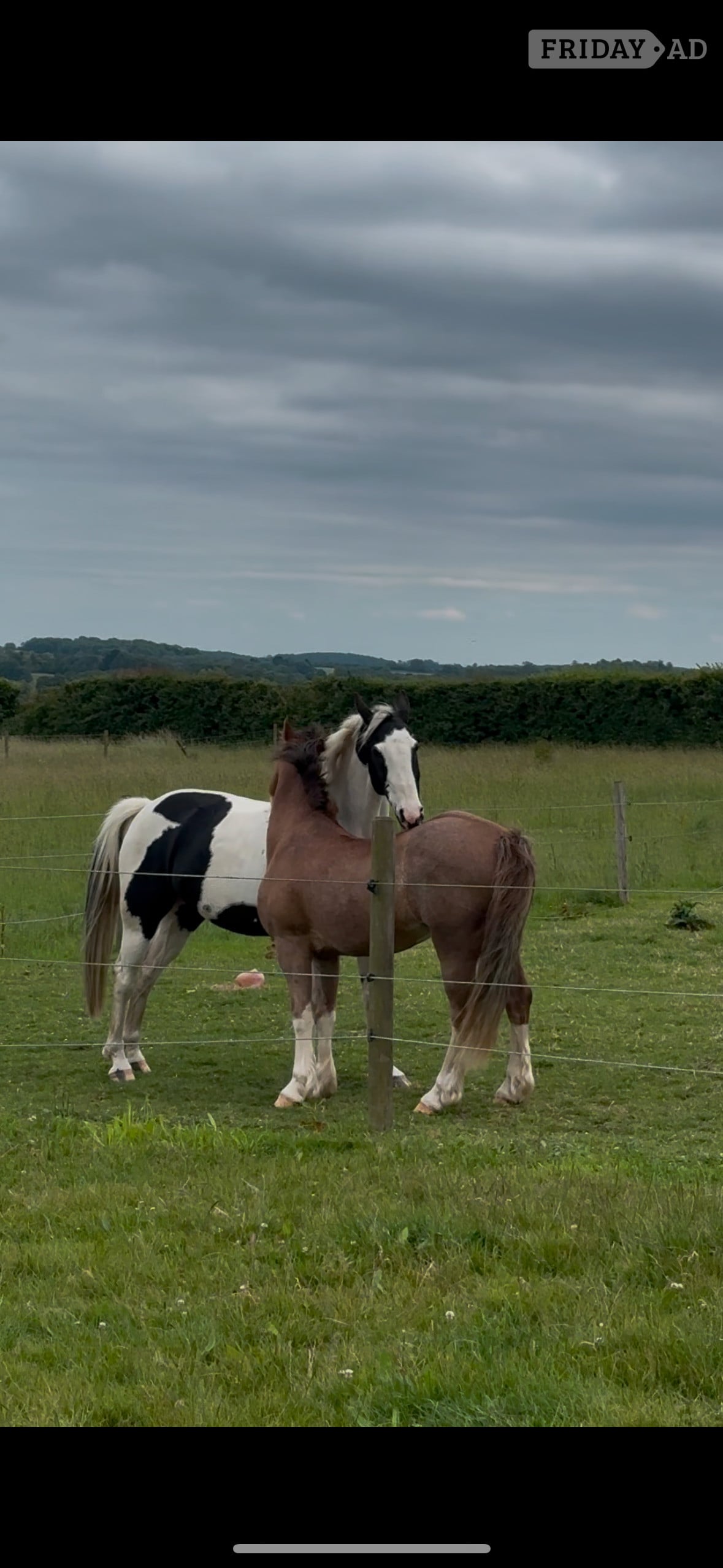 Buntingford "Matty" Chestnut Roan Gelding Mountain & Moorland Pony