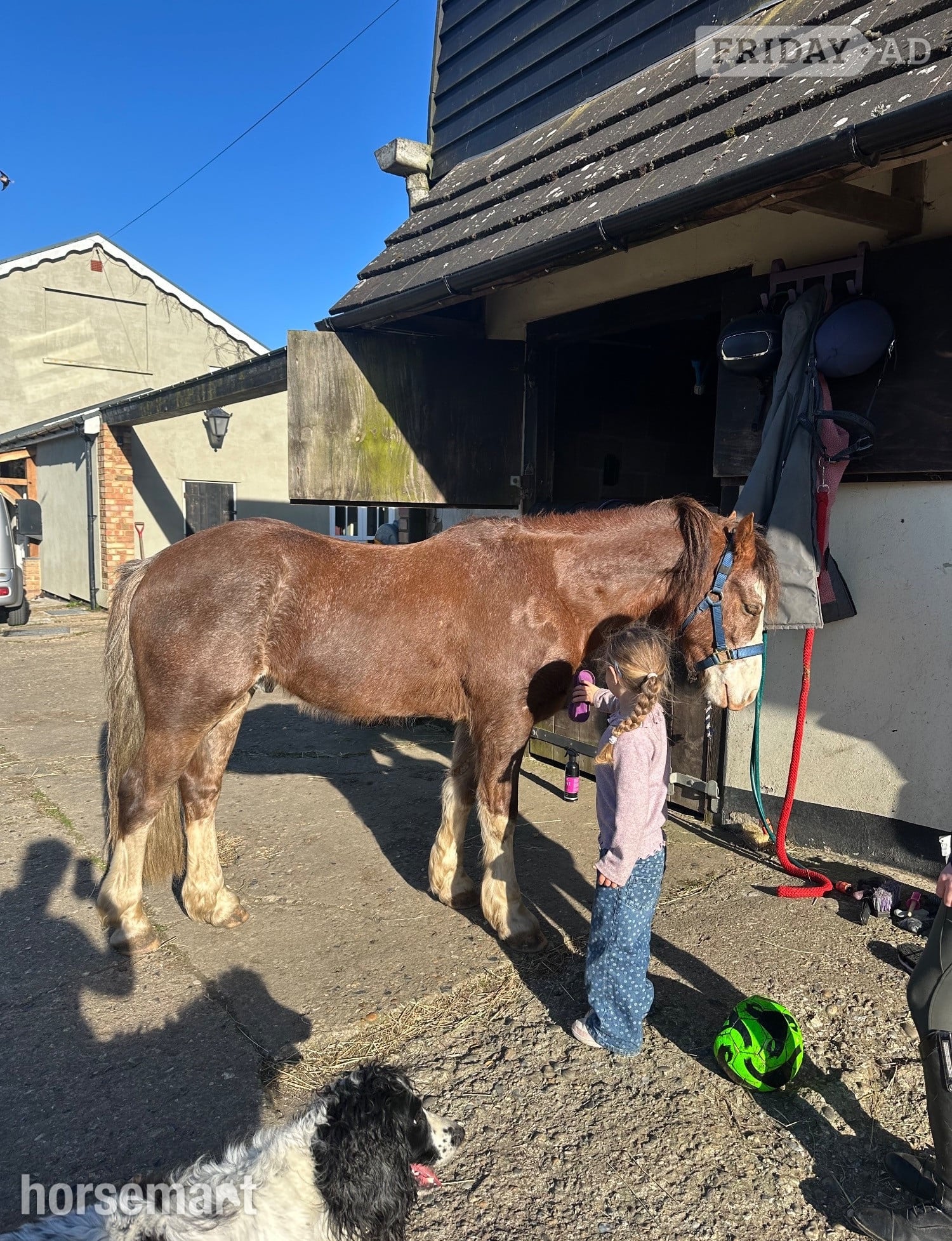 "Matty" Chestnut Roan Gelding Mountain & Moorland Pony - Horses in Buntingford