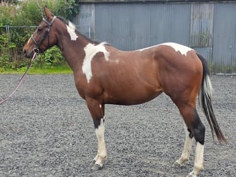 "Bella" Tri-Coloured Mare Coloured