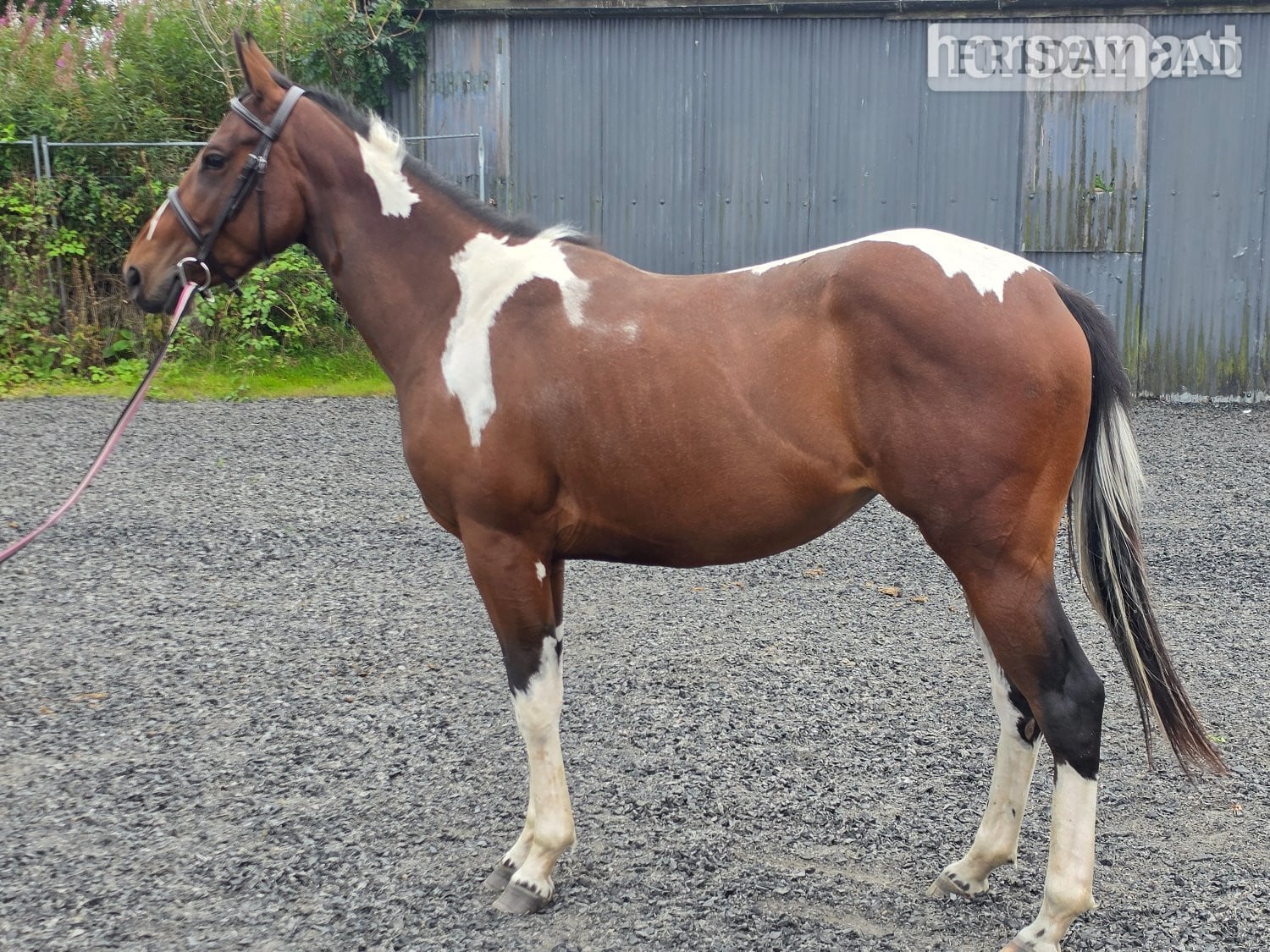 "Bella" Tri-Coloured Mare Coloured in Shotts