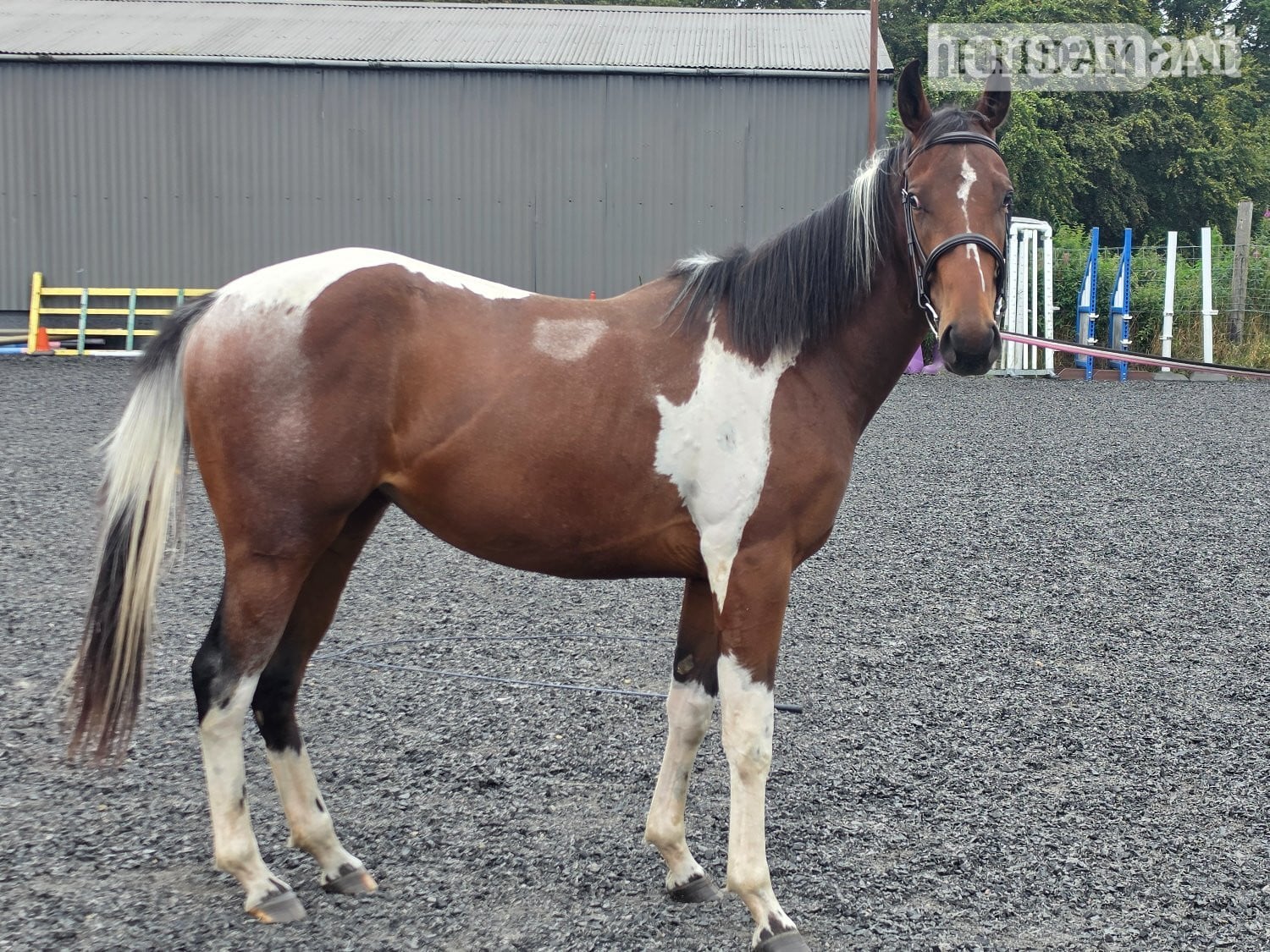 "Bella" Tri-Coloured Mare Coloured