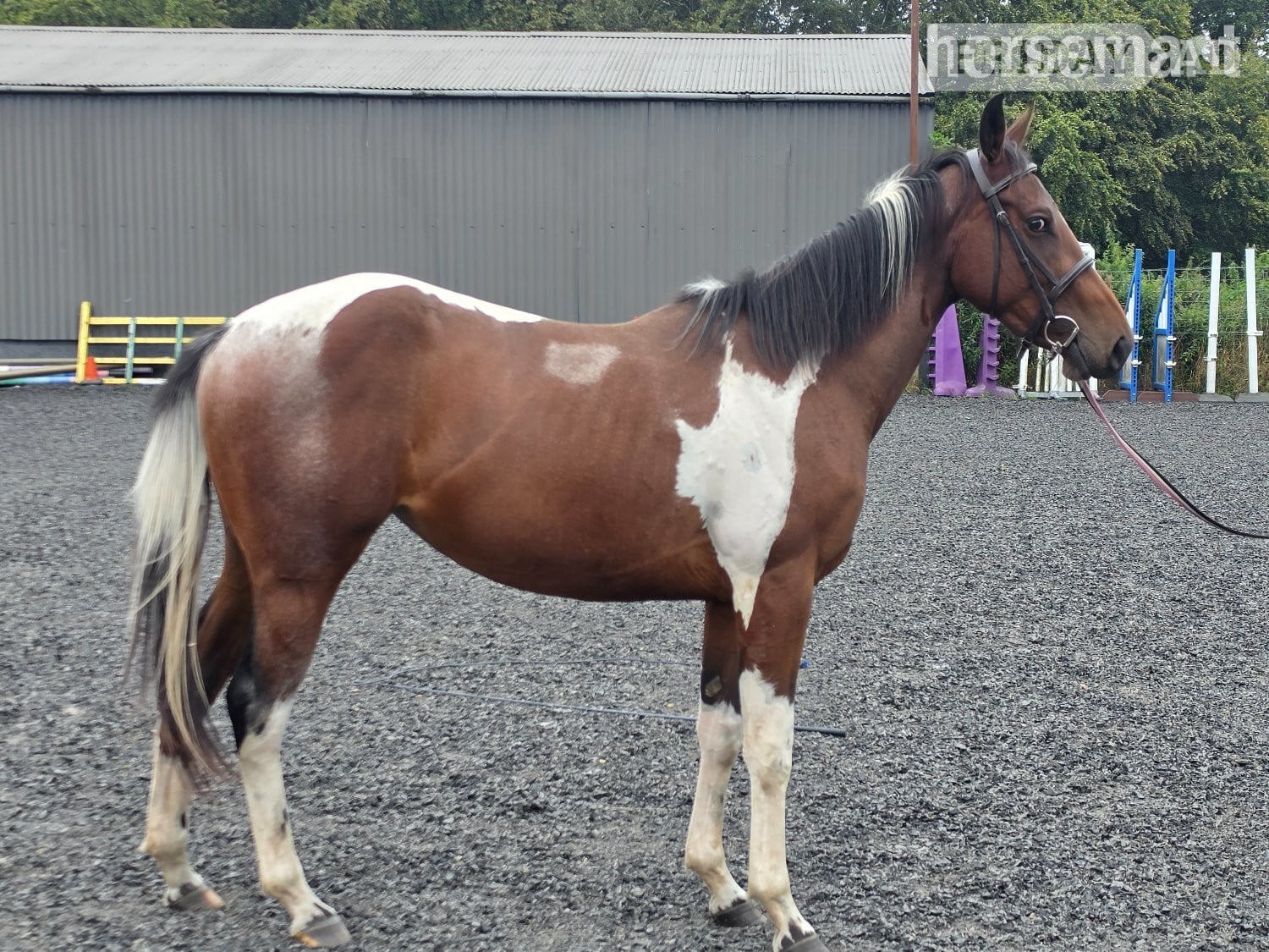 Shotts "Bella" Tri-Coloured Mare Coloured