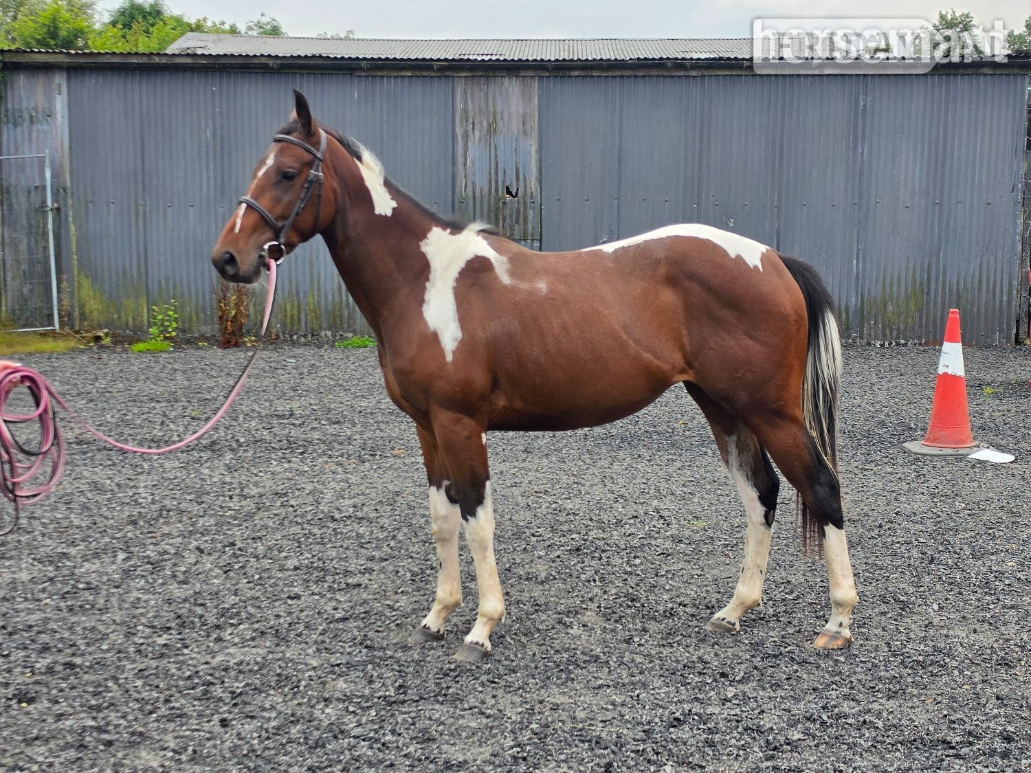 "Bella" Tri-Coloured Mare Coloured - Horses in Shotts