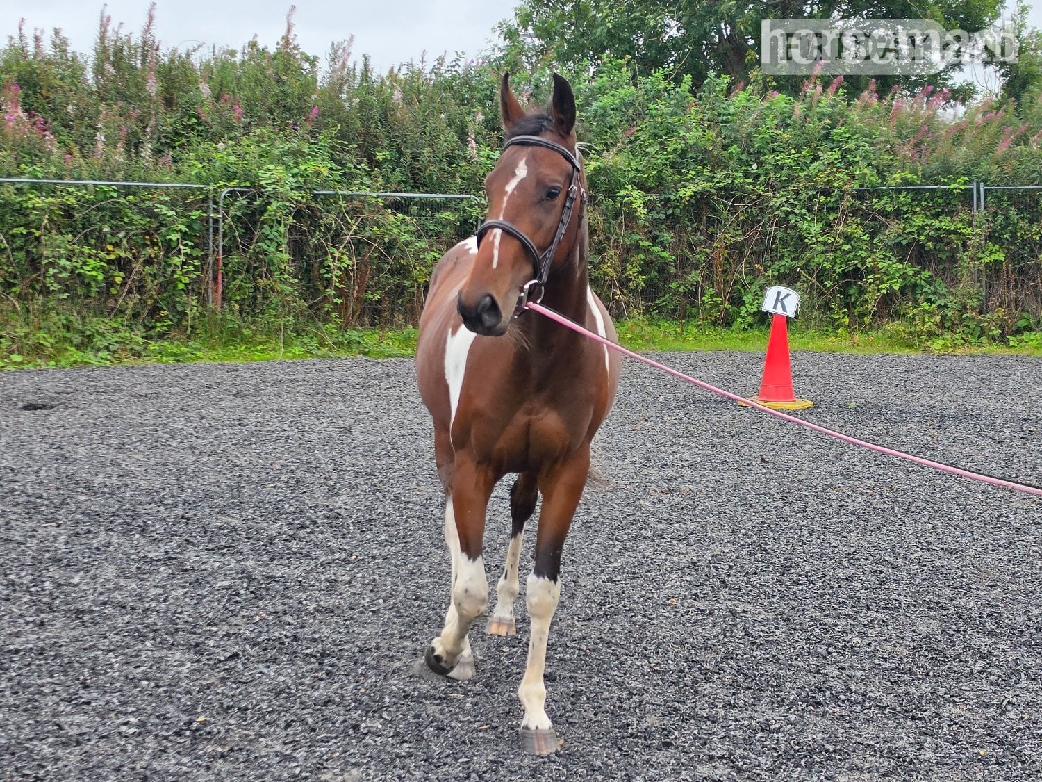 "Bella" Tri-Coloured Mare Coloured - Horses