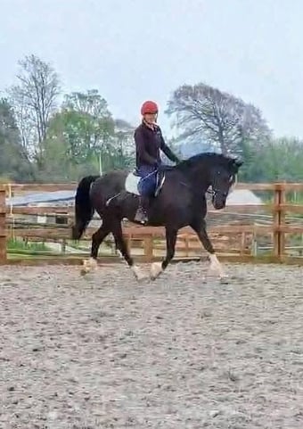 "Milfira" Black Mare All Rounder