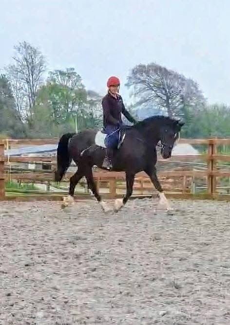 "Milfira" Black Mare All Rounder in Dorchester