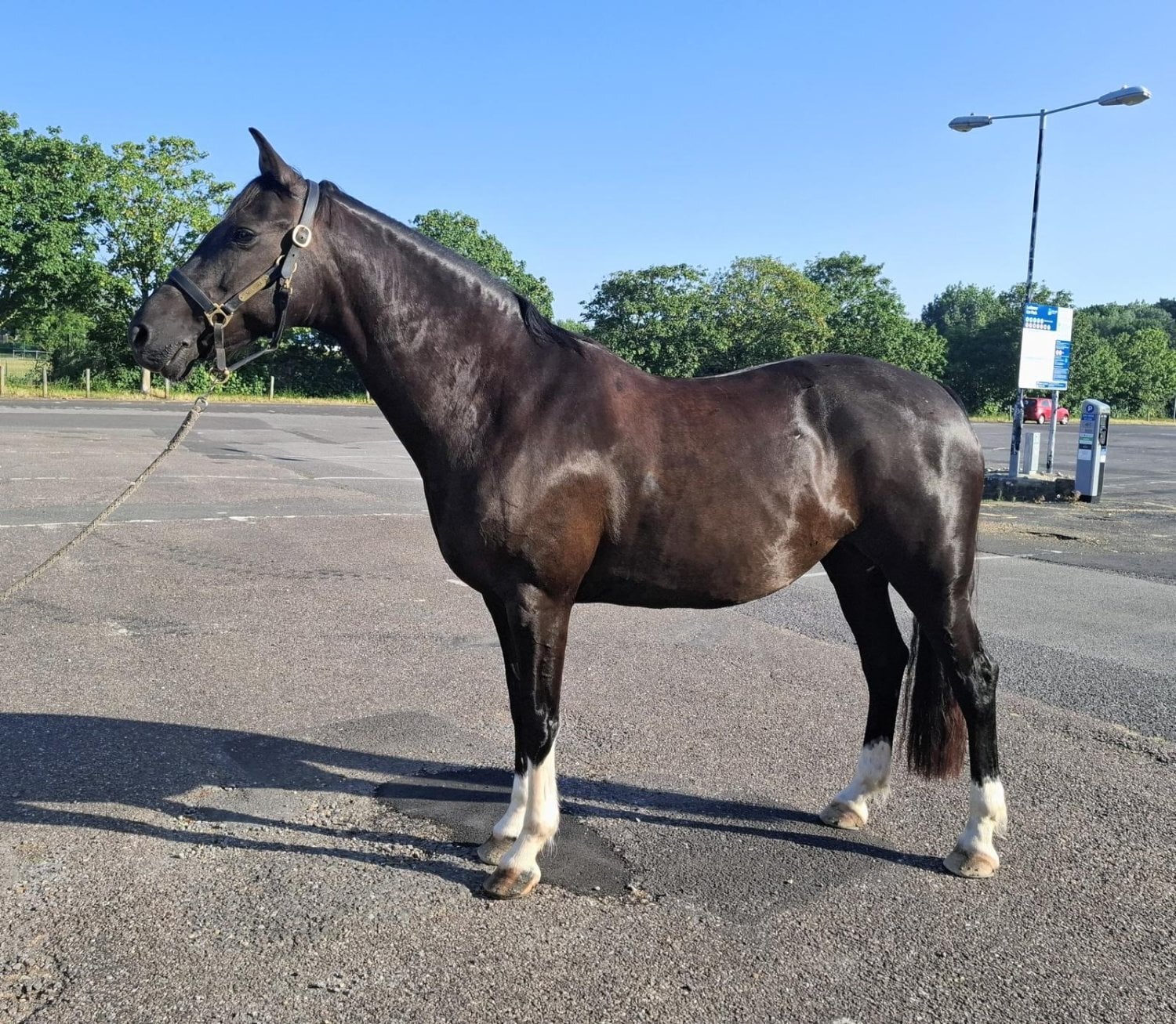 Dorchester "Milfira" Black Mare All Rounder