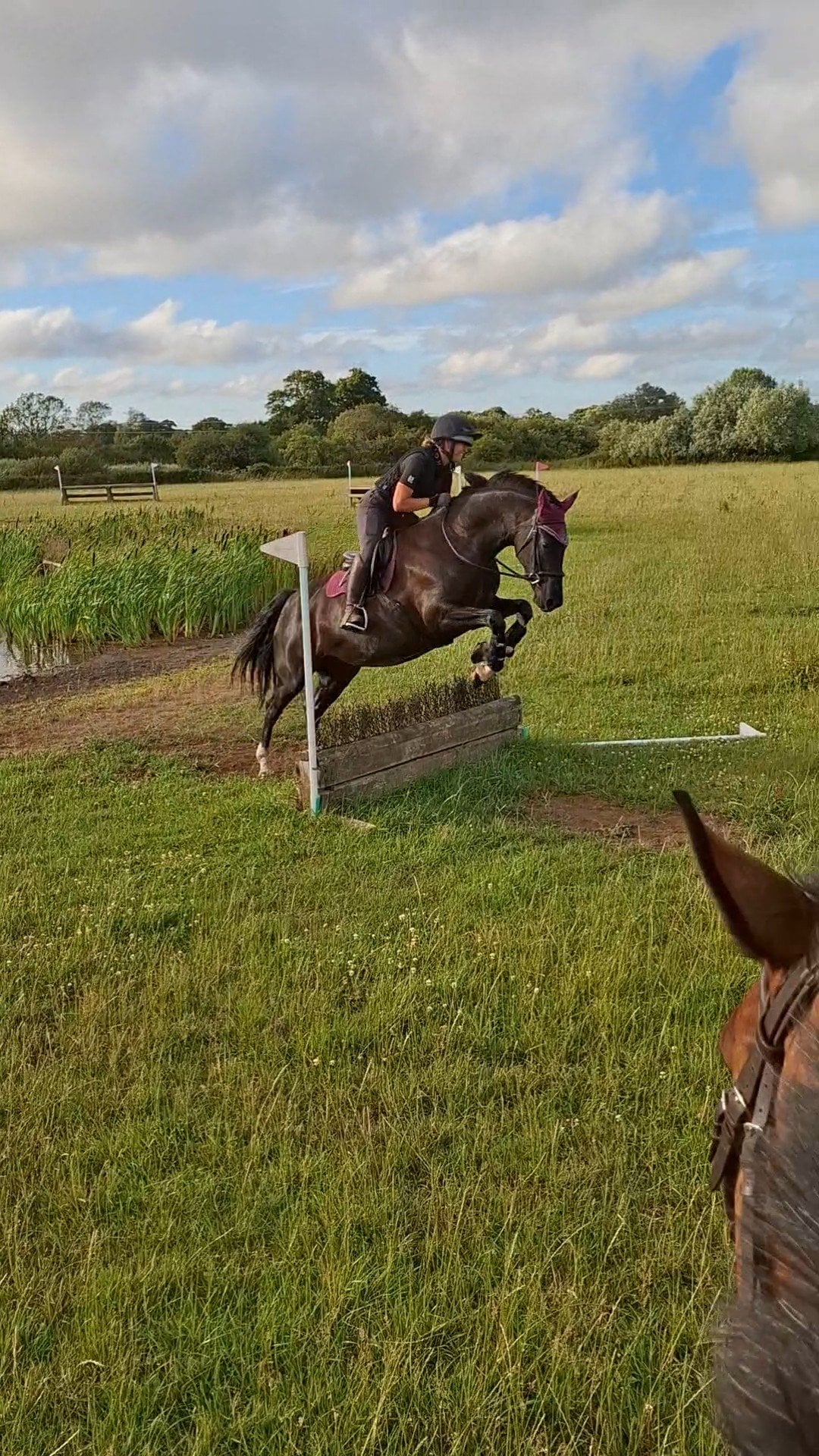 "Milfira" Black Mare All Rounder - Horses in Dorchester