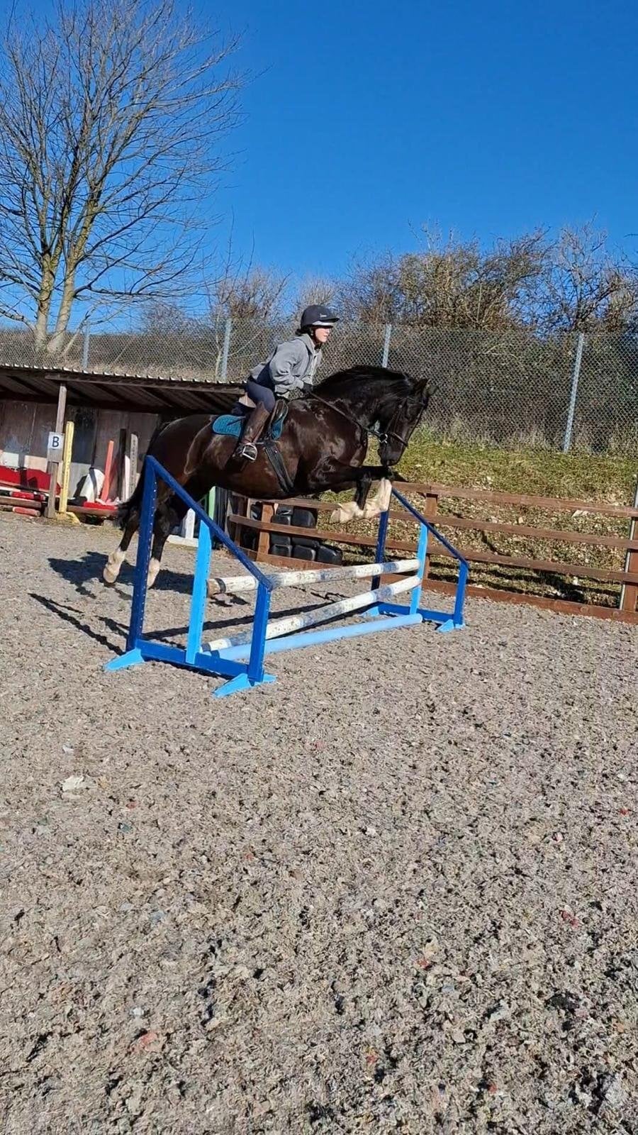 "Milfira" Black Mare All Rounder - Horses