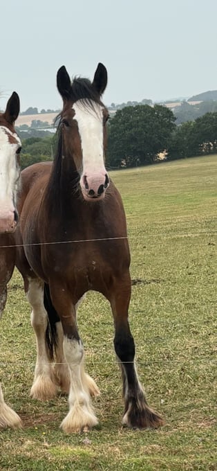 "mavis" Bay Mare Cob/Heavy Horse
