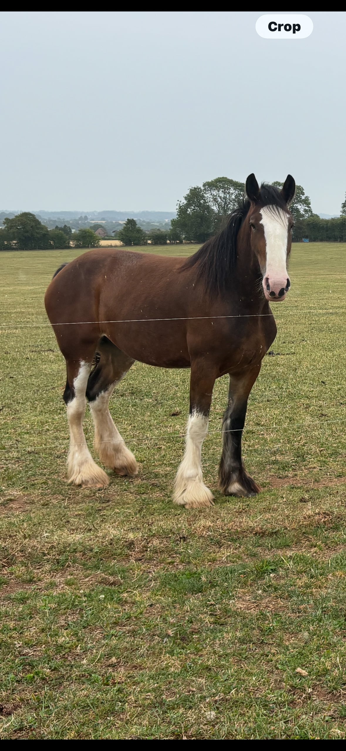 Telford "mavis" Bay Mare Cob/Heavy Horse