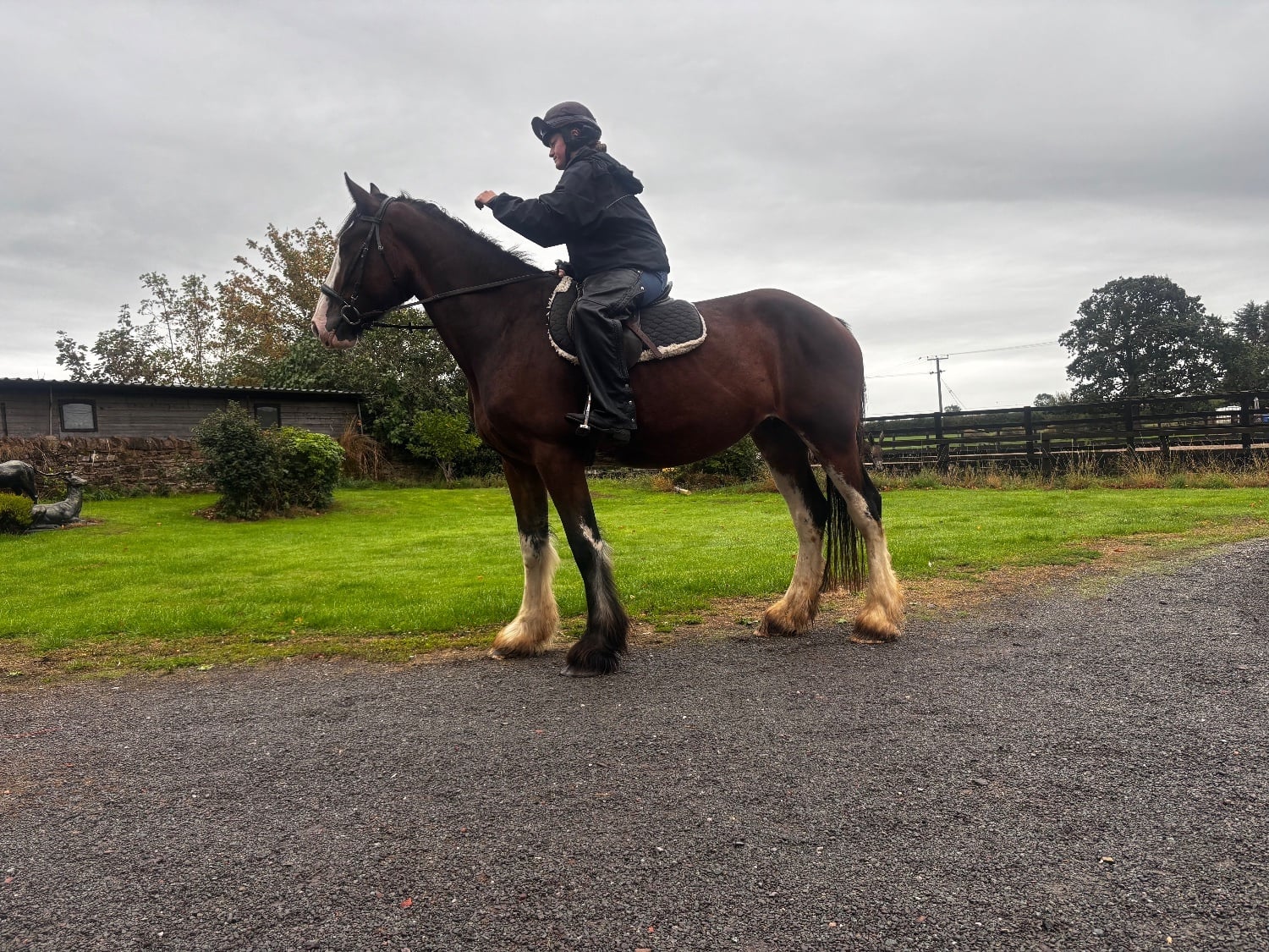 "mavis" Bay Mare Cob/Heavy Horse - Horses in Telford