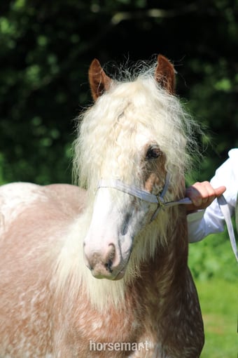"Shoretop Royal Roo" Strawberry Roan Filly Cob/Heavy Horse