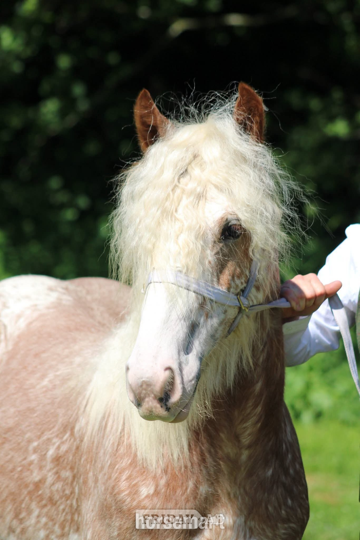 "Shoretop Royal Roo" Strawberry Roan Filly Cob/Heavy Horse in Manchester