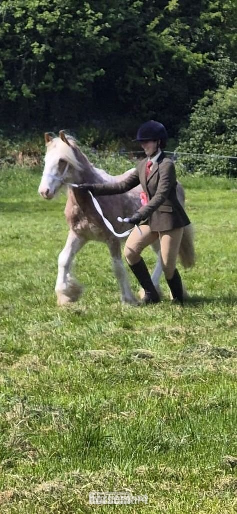 "Shoretop Royal Roo" Strawberry Roan Filly Cob/Heavy Horse - 