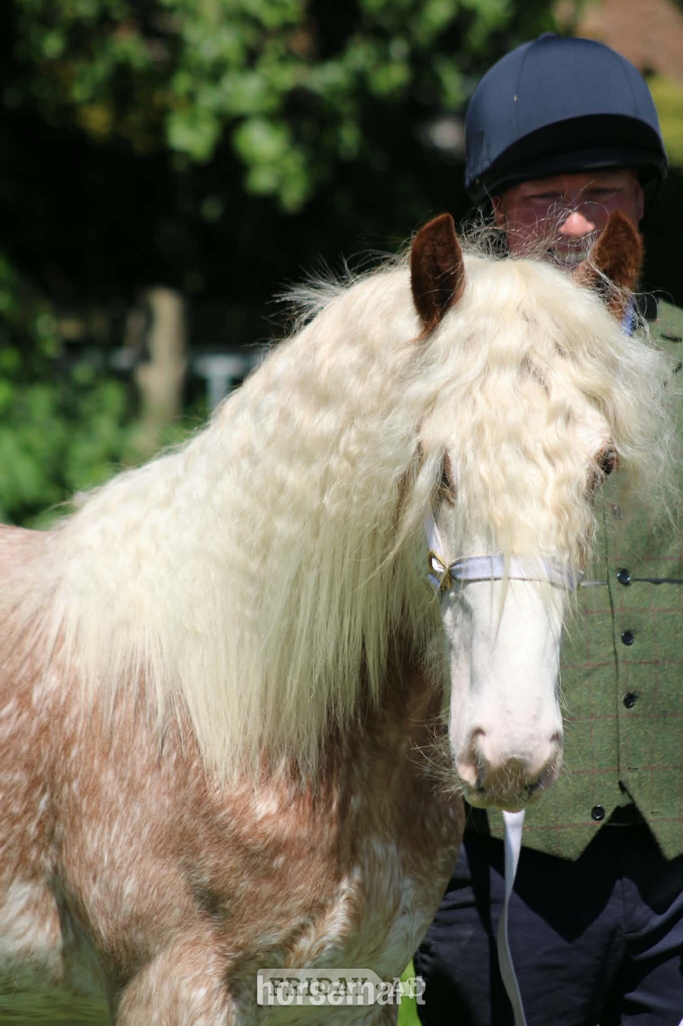 "Shoretop Royal Roo" Strawberry Roan Filly Cob/Heavy Horse