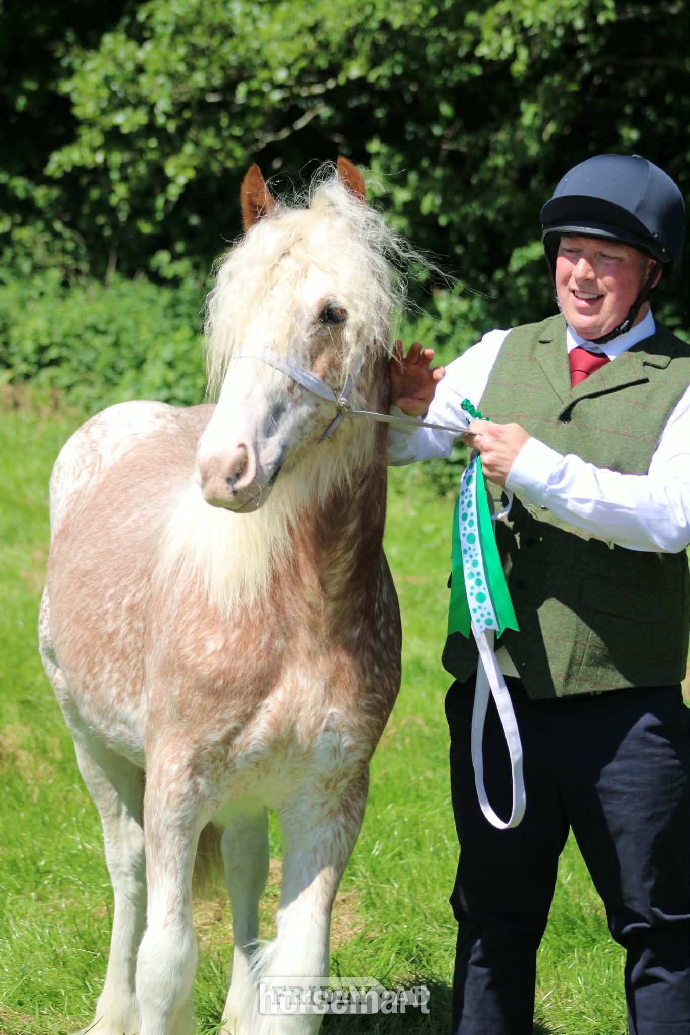 Manchester "Shoretop Royal Roo" Strawberry Roan Filly Cob/Heavy Horse