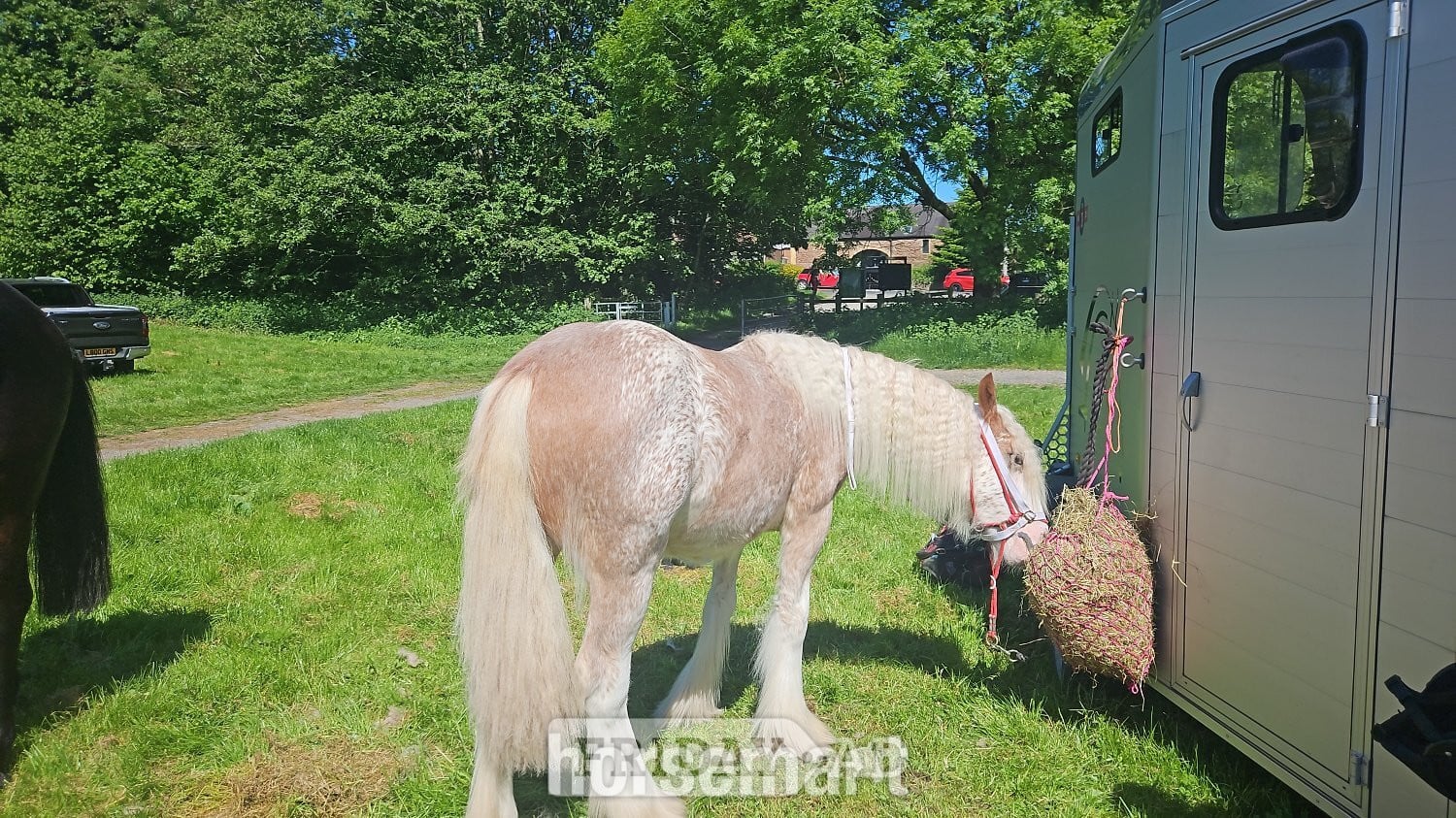 "Shoretop Royal Roo" Strawberry Roan Filly Cob/Heavy Horse - Horses in Manchester
