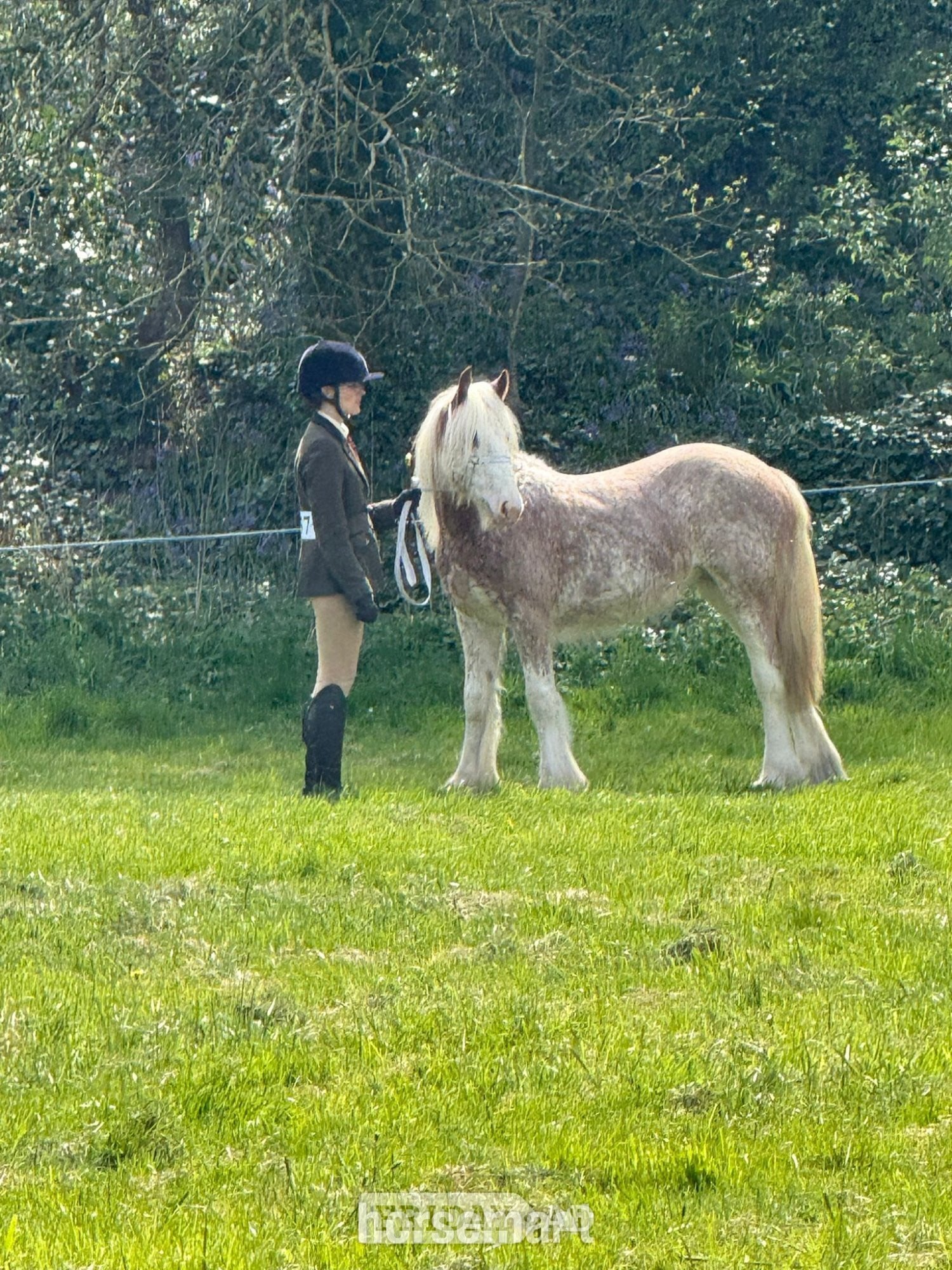"Shoretop Royal Roo" Strawberry Roan Filly Cob/Heavy Horse -  in Manchester
