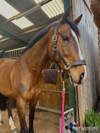"Barbara (Barbie)" Bay Mare Ex Racehorse
