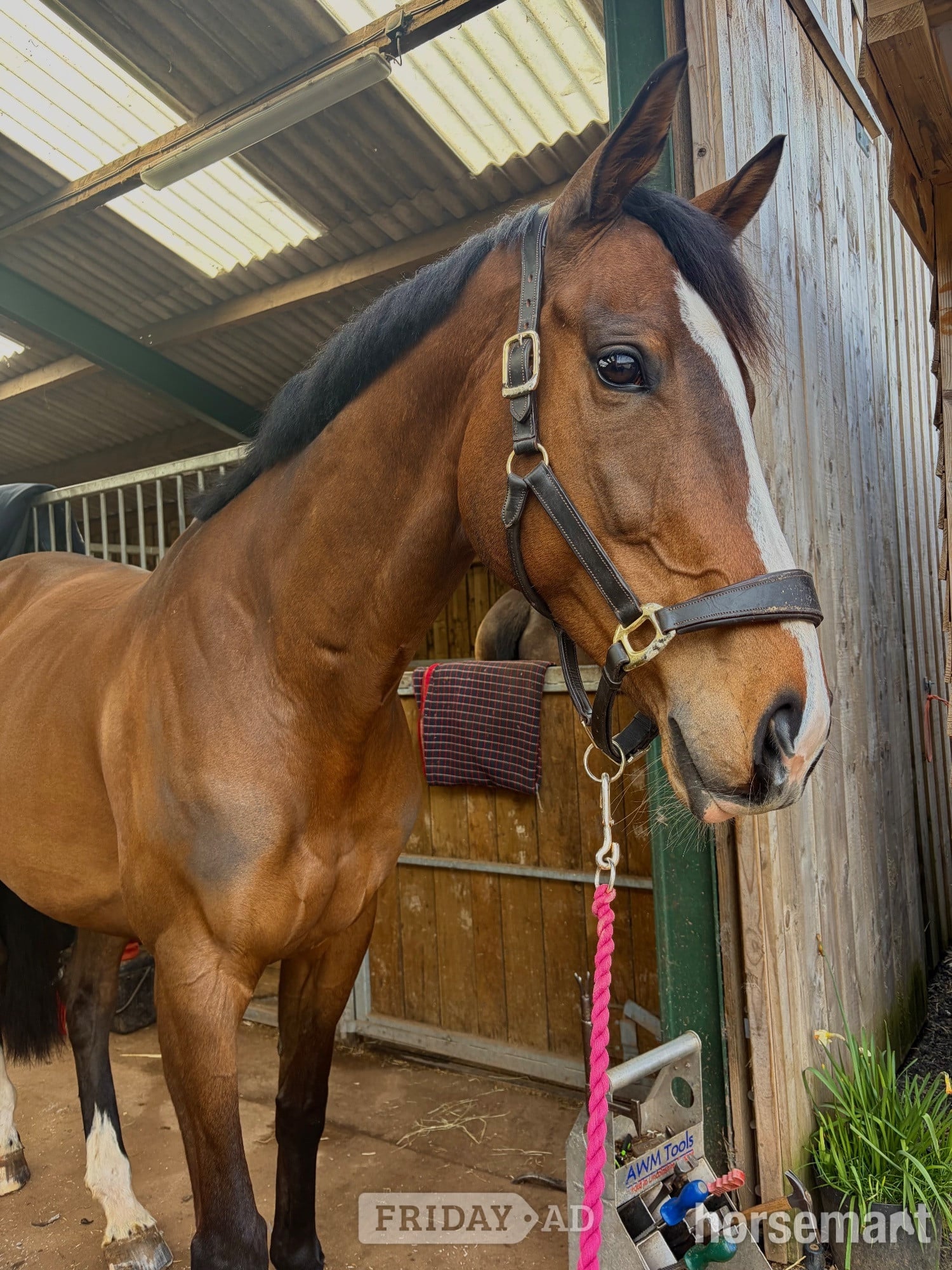 "Barbara (Barbie)" Bay Mare Ex Racehorse in Bridgwater